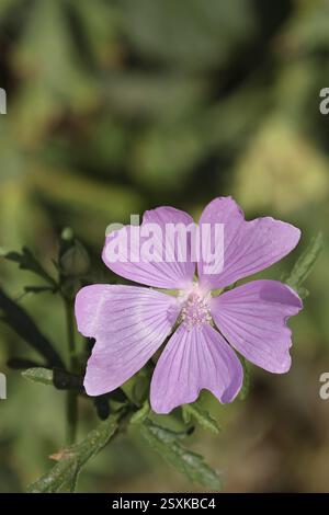 Malve, Moschusmalve (Malva moschata), Blume auf einer Wiese, Heilpflanze, Aromapflanze, medizinische Verwendung, Wilnsdorf, Nordrhein-Westfalen, Deutschland, Stockfoto