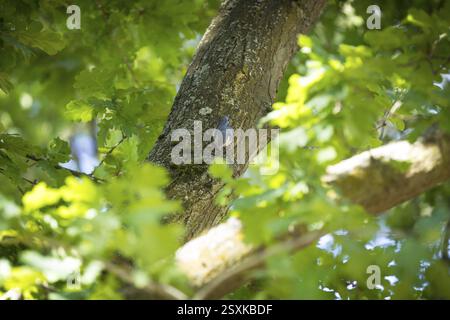 Nuthatch (Sitta europaea) am Stamm einer Eiche (quercus), Sachsen, Deutschland, Europa Stockfoto