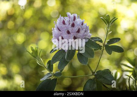 Blüten auf einem Rhododendron, Sachsen, Deutschland, Europa Stockfoto