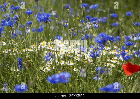 Matricaria chamomilla (Matricaria chamomilla) und Kornblumen (Centaurea cyanus) blühen am Rande eines Feldes, Sächsisches Elbland, Sachsen, Deutschland, Euro Stockfoto