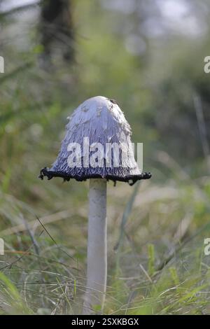 Haubenzündungen (Coprinus comatus), auf einer Wiese, Fruchtkörper mit Kappe, beginnender Verflüssigungsprozess, Nahaufnahme, Nordrhein-Westfalen, Deutschland, E Stockfoto