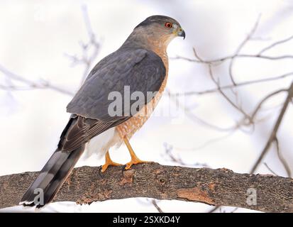 Coopers Falke sitzt auf einem Ast im Wald, Quebec, Kanada Stockfoto