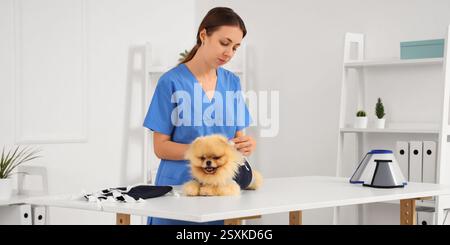 Tierärztin, die nach der Sterilisation in der Klinik den Pommerschen Hund in Genesungsanzug trägt Stockfoto