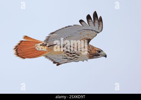 Rotschwanzfalke, isoliert auf grauem Hintergrund, Quebec, Kanada Stockfoto