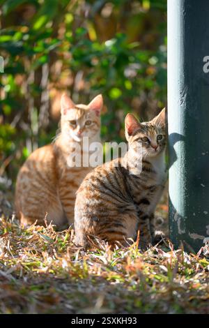 Zwei Katzen sitzen im Gras Stockfoto