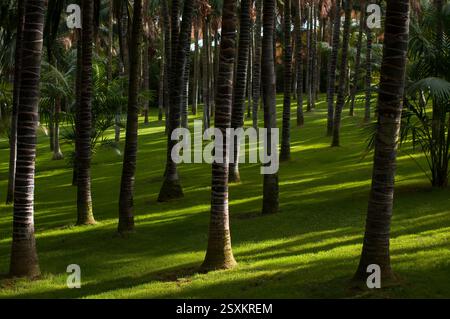 Ein Hain von hohen Palmen, die lange Schatten auf üppig grünem Gras werfen Stockfoto