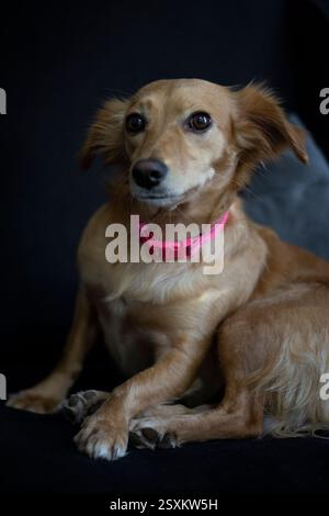 Niedlicher, schüchterner Mischlingshund Stockfoto