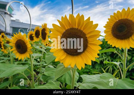 Hochauflösende Macro Sunflower Tapete mit blauem Himmel, Singapore Changi Airport Sunflower Garden auf dem Dach Stockfoto