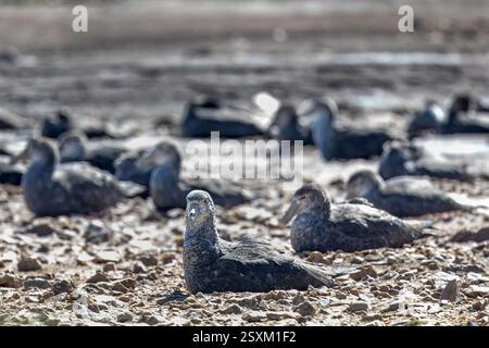 Südlicher Riesensturmvogel, Brutkolonie, Pebble Island, Falklandinseln Stockfoto