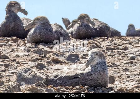 Südlicher Riesensturmvogel, Brutkolonie, Pebble Island, Falklandinseln Stockfoto