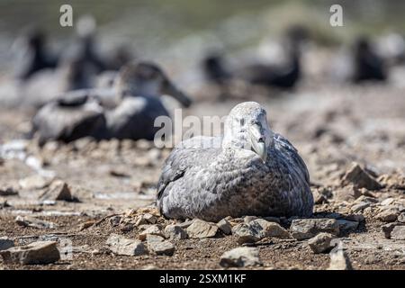 Südlicher Riesensturmvogel, Brutkolonie, Pebble Island, Falklandinseln Stockfoto
