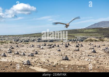 Südlicher Riesensturmvogel, Brutkolonie, Pebble Island, Falklandinseln Stockfoto