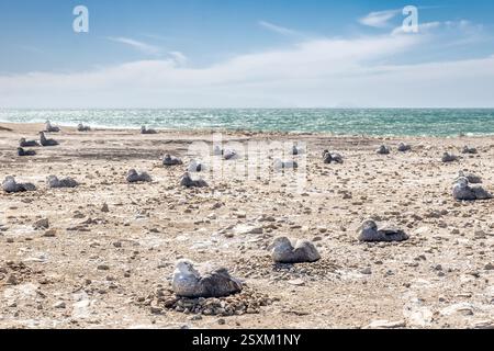 Südlicher Riesensturmvogel, Brutkolonie, Pebble Island, Falklandinseln Stockfoto