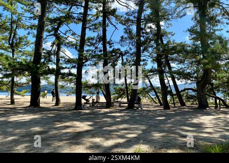 Der Weg überquert einen der drei schönsten Panoramablicke auf Japan. Pinien entlang des Weges Stockfoto