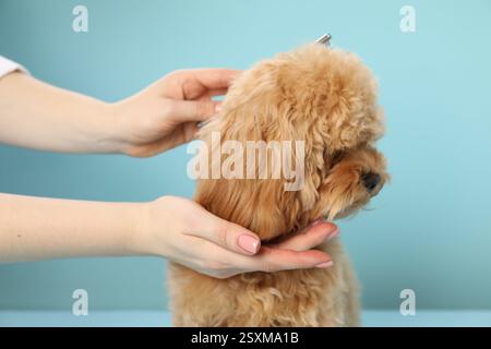 Trauzeuge kämmen süßes Hundehaar auf hellblauem Hintergrund, Nahaufnahme Stockfoto