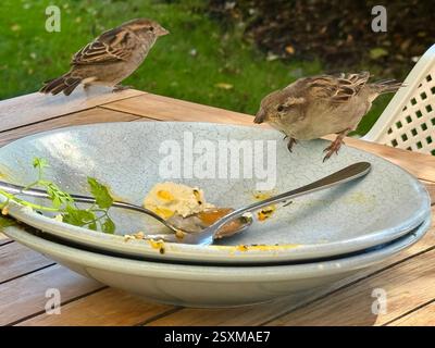 Zwei europäische Grünfinken essen Essensreste von einem Teller in Neuseeland Stockfoto