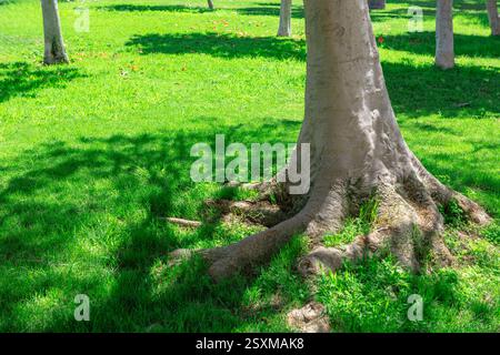 Baumstamm mit großen, freiliegenden Wurzeln, die sich über eine gut gepflegte Grasfläche ausbreiten, mit Schatten der Äste auf Gras Stockfoto