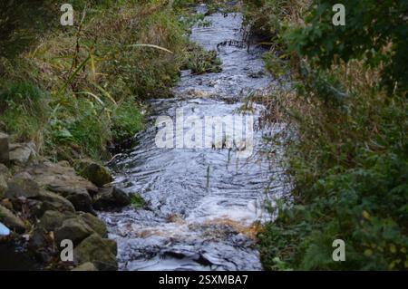 Fließendes Wasser flussabwärts Stockfoto