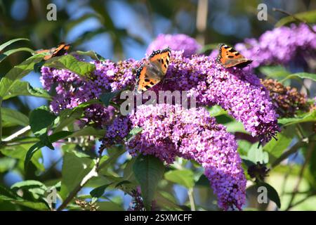 Schmetterlinge am blauen Himmel Stockfoto