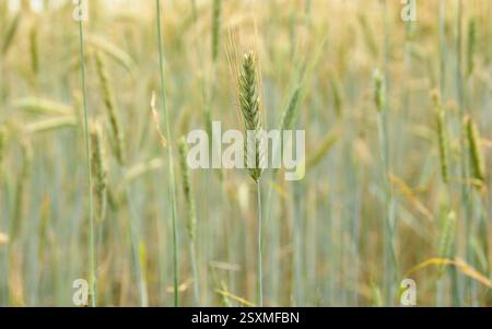 Hordeum vulgare. Gerste, ein Getreidekorn, wächst und reift in einem Suffolk-Feld, Großbritannien. Stockfoto