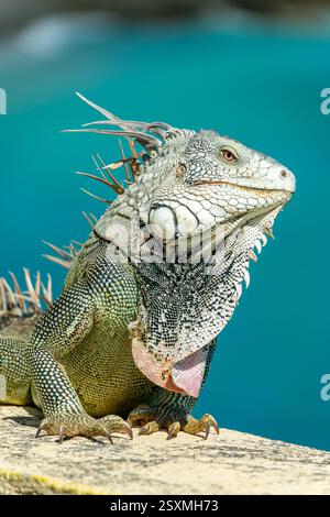Nahaufnahme eines grünen Iguanas auf einer Mauer auf der Insel Sint Maarten (Saint Martin), Westindien. Karibische Tierwelt Stockfoto