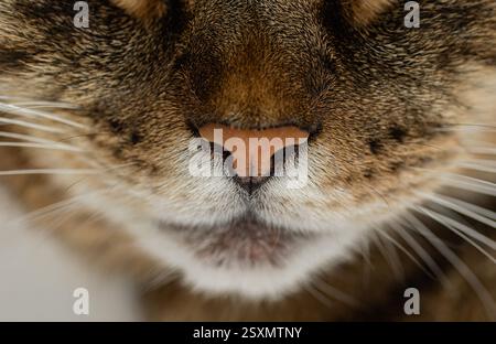 Nahaufnahme eines Katzengesichts. Makrofoto. Selektiver Fokus. Stockfoto