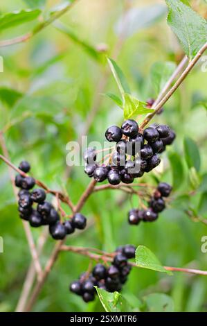 Beeren Aronia melanocarpa oder schwarze Aronia auf einem Busch. Nahaufnahme. Vertikaler Freischnitt. Stockfoto