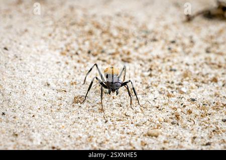 Eine Balbyter Ameise in der Wildnis Stockfoto