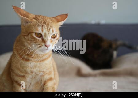 Orange Katze in Stimmung Stockfoto