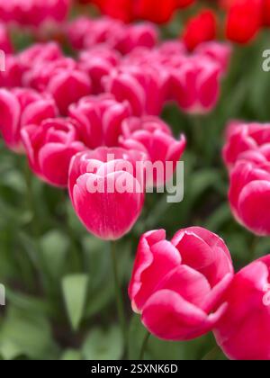 Leuchtende rosa Tulpen blühen in einem Frühlingsgarten Stockfoto