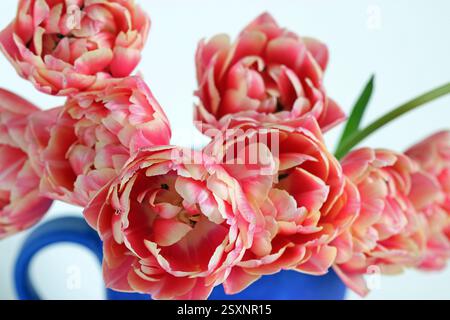 Leuchtend blaue Kanne mit doppelten Pfingstrosen-Tulpen und cremefarbenen Kanten. Vollbild-Studio-Nahaufnahme vor weißem Hintergrund. Stockfoto