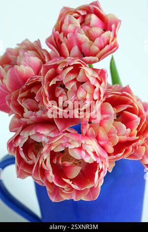 Leuchtend blaue Kanne mit doppelten Pfingstrosen-Tulpen und cremefarbenen Kanten. Vollbild-Studio-Nahaufnahme vor weißem Hintergrund. Stockfoto