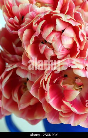 Leuchtend blaue Kanne mit doppelten Pfingstrosen-Tulpen und cremefarbenen Kanten. Vollbild-Studio-Nahaufnahme vor weißem Hintergrund. Stockfoto