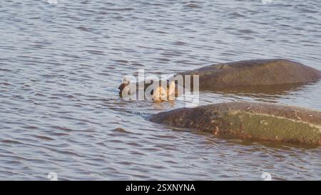 Ngorongoro Tansania Afrika Ngorongoro Tansania Afrika, die anmutig in ruhigen und ruhigen Gewässern schwimmen Stockfoto