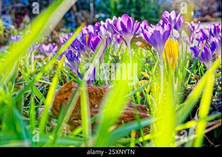 Ende Frühling. Die Blüten der Krokusse Strecken sich zur Frühlingssonne. Siegsdorf Bayern Deutschland Copyright: XRolfxPossx Stockfoto