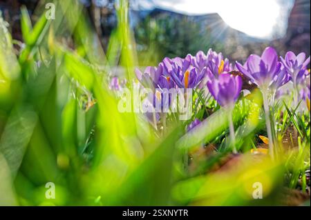 Ende Frühling. Die Blüten der Krokusse Strecken sich zur Frühlingssonne. Siegsdorf Bayern Deutschland Copyright: XRolfxPossx Stockfoto