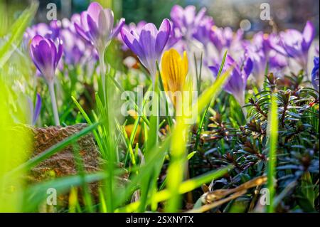 Ende Frühling. Die Blüten der Krokusse Strecken sich zur Frühlingssonne. Siegsdorf Bayern Deutschland Copyright: XRolfxPossx Stockfoto