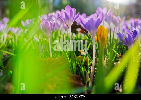 Ende Frühling. Die Blüten der Krokusse Strecken sich zur Frühlingssonne. Siegsdorf Bayern Deutschland Copyright: XRolfxPossx Stockfoto