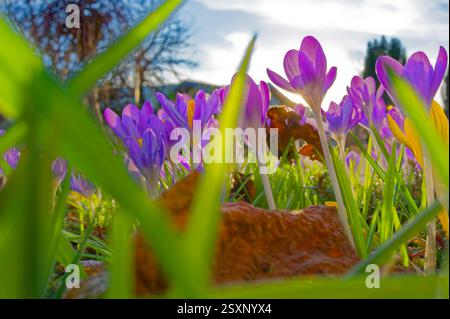 Ende Frühling. Die Blüten der Krokusse Strecken sich zur Frühlingssonne. Siegsdorf Bayern Deutschland Copyright: XRolfxPossx Stockfoto