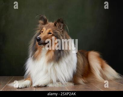 Ein rauer Collie mit einem dicken, eleganten Mantel liegt auf einem dunkelgrünen Hintergrund. Die sanfte Beleuchtung verstärkt den königlichen Ausdruck und ist gepflegt Stockfoto