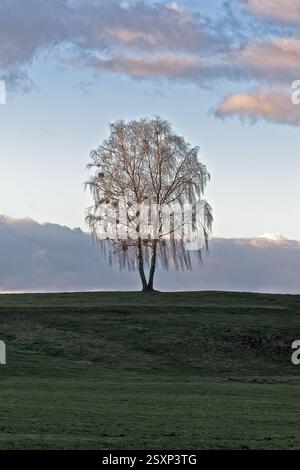 Einzelne Silberbirke vor bewölktem Himmel im Herbst mit Mistel Stockfoto