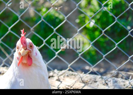 Ein weißes Huhn, das vor einem Maschendrahtzaun steht, mit einem verschwommenen grünen Hintergrund, das bei natürlichem Tageslicht auf einer Farm erfasst wird. Stockfoto