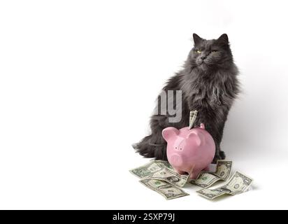 Süße flauschige graue Katze, die hinter rosa Schweinebank sitzt und Bargeld tagträumt Stockfoto