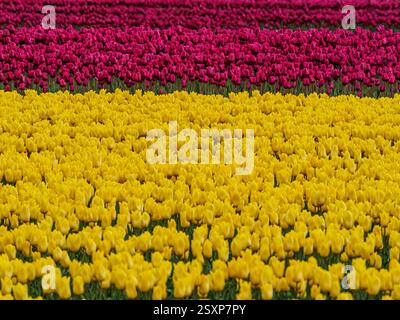 Ein riesiges Meer von gelben und rosafarbenen Tulpen in voller Blüte, das sich über eine Tulpenfarm in Großbritannien erstreckt. Stockfoto