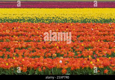 Ein riesiges Meer von bunten Tulpen in voller Blüte, das sich über eine Tulpenfarm in Norfolk erstreckt. Stockfoto