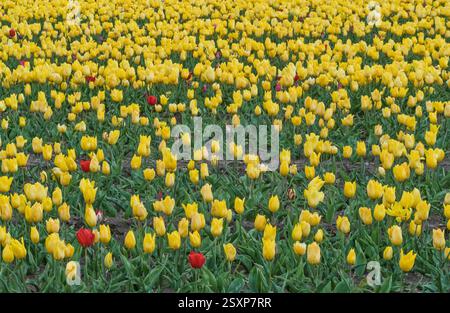 Reihen von hellgelben Tulpen, mit verstreuten roten und gelben Blüten, die in einem Tulpenfeld in Norfolk wachsen. UK Stockfoto