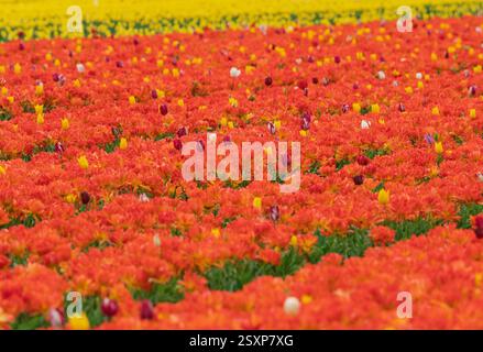 Reihen von leuchtend orangefarbenen Tulpen mit verstreuten roten und gelben Blüten sorgen für einen natürlichen, verspielten Kontrast. Stockfoto
