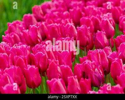 Ein riesiges Meer aus dunkelrosa Tulpen in voller Blüte, das sich über eine britische Blumenfarm erstreckt. Stockfoto