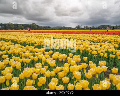 Besucher erkunden die lebhaften Tulpenfelder in Norfolk, Großbritannien, und machen Fotos zwischen den üppigen gelben und roten Blüten unter einem bewölkten Himmel. Stockfoto