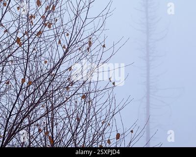 Ein blattloser Sträucher mit roten Beeren im Winternebel zeigt eine ruhige, frostige Szene, die den winterlichen Charme und die ruhige Schönheit der Natur widerspiegelt. Stockfoto